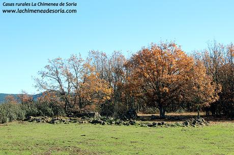 robledal de palacios de la sierra burgos 3