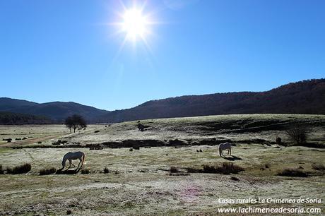 caballos dehesa umbría del quemado palacios de la sierra