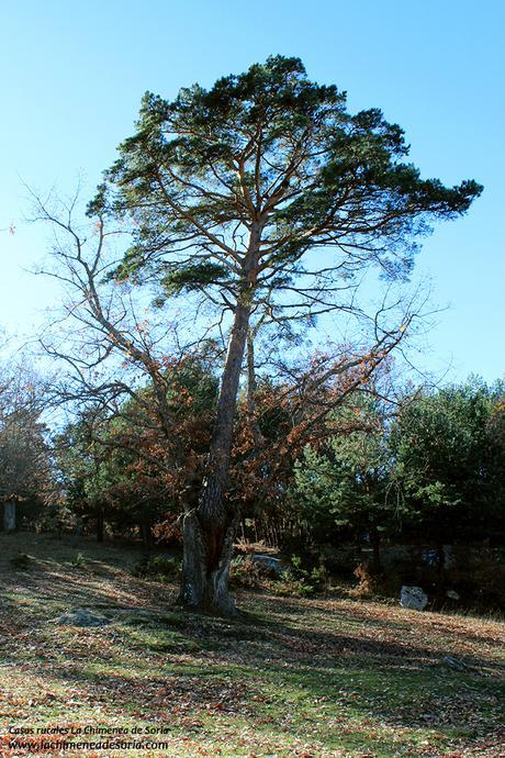 pino-roble de canicosa de la sierra