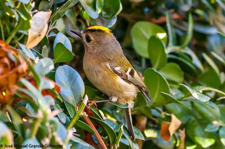 REYEZUELOS,PEQUEÑOS PERO HERMOSOS-REGULUS INGNICAPILLA Y REGULUS REGULUS