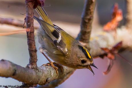 REYEZUELOS,PEQUEÑOS PERO HERMOSOS-REGULUS INGNICAPILLA Y REGULUS REGULUS