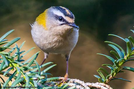 REYEZUELOS,PEQUEÑOS PERO HERMOSOS-REGULUS INGNICAPILLA Y REGULUS REGULUS