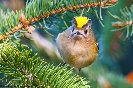 REYEZUELOS,PEQUEÑOS PERO HERMOSOS-REGULUS INGNICAPILLA Y REGULUS REGULUS