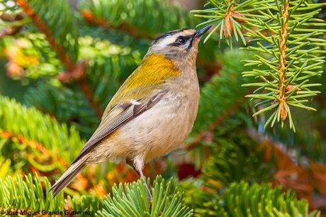 REYEZUELOS,PEQUEÑOS PERO HERMOSOS-REGULUS INGNICAPILLA Y REGULUS REGULUS