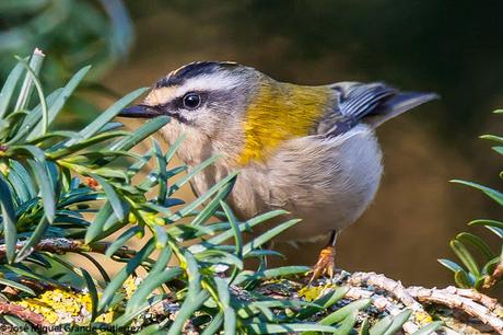 REYEZUELOS,PEQUEÑOS PERO HERMOSOS-REGULUS INGNICAPILLA Y REGULUS REGULUS