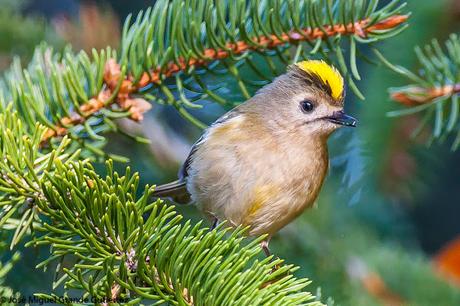 REYEZUELOS,PEQUEÑOS PERO HERMOSOS-REGULUS INGNICAPILLA Y REGULUS REGULUS