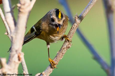 REYEZUELOS,PEQUEÑOS PERO HERMOSOS-REGULUS INGNICAPILLA Y REGULUS REGULUS