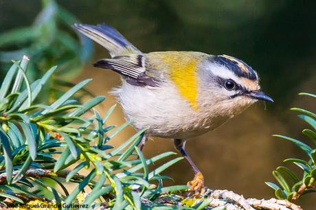 REYEZUELOS,PEQUEÑOS PERO HERMOSOS-REGULUS INGNICAPILLA Y REGULUS REGULUS