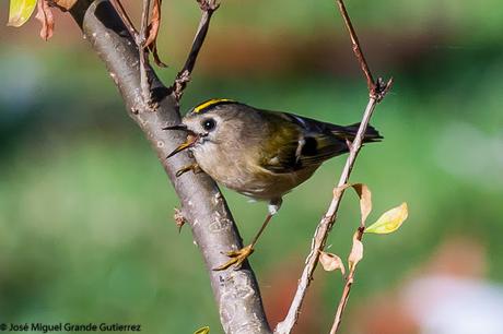 REYEZUELOS,PEQUEÑOS PERO HERMOSOS-REGULUS INGNICAPILLA Y REGULUS REGULUS