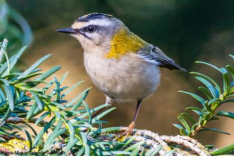 REYEZUELOS,PEQUEÑOS PERO HERMOSOS-REGULUS INGNICAPILLA Y REGULUS REGULUS