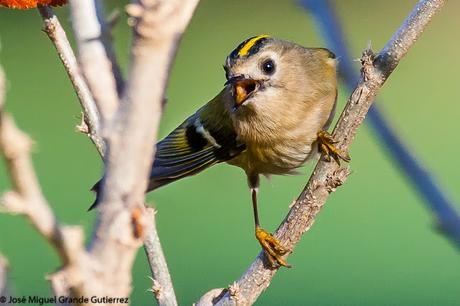 REYEZUELOS,PEQUEÑOS PERO HERMOSOS-REGULUS INGNICAPILLA Y REGULUS REGULUS