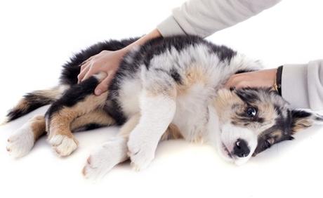 sintomas de la giardiasis