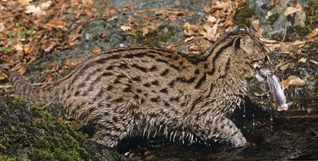 fishing-cat