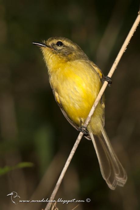 Mosqueta ceja amarilla (Yellow Tyrannulet) Capsiempis flaveola