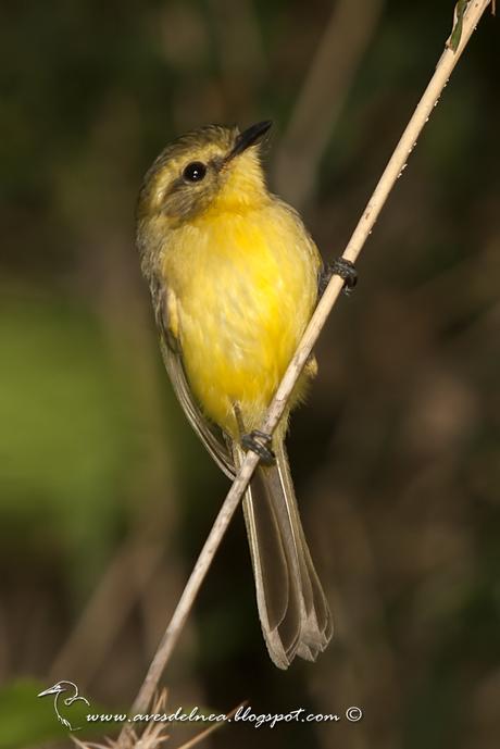 Mosqueta ceja amarilla (Yellow Tyrannulet) Capsiempis flaveola