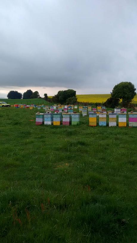 APICULTURA EN LA ARAUCANIA, IX REGION DE CHILE.