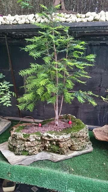 Taxus Baccata : triple tronco.