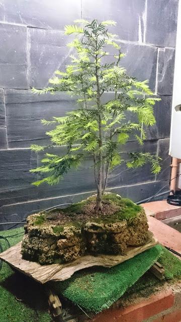 Taxus Baccata : triple tronco.