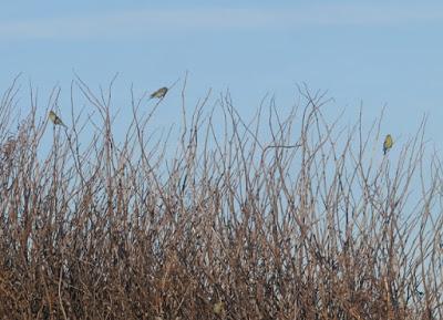 Verdecillos y taxiados