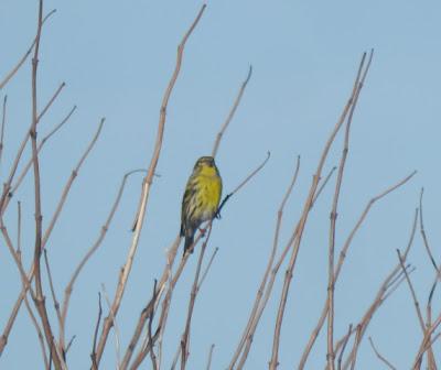 Verdecillos y taxiados