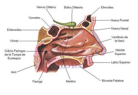 El sentido del olfato: 3er grado El sentido del olfato: 3er grado