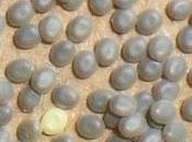 ustedes... gusanos seda!!!