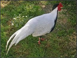 sueño con un faisán