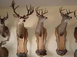 Entonces, ¿Qué significa soñar con disecar? sueño con disecar