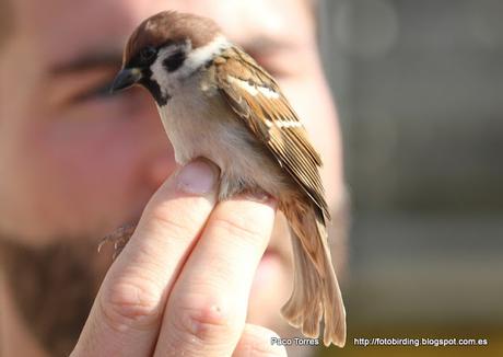 Anillamiento en Sant Adrià: Passer montanus