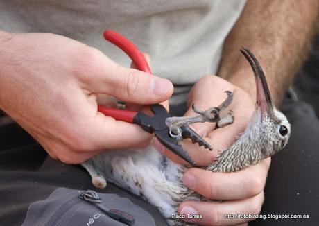 Anillamiento en Sant Adrià: Numenius phaeopus