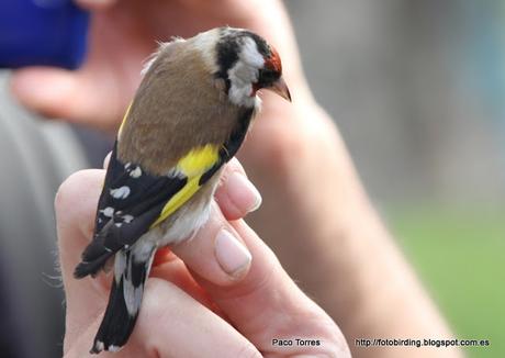 Anillamiento en Sant Adrià: Carduelis carduelis,♀