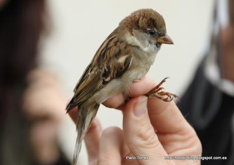 Anillamiento en Sant Adrià: Passer domesticus.