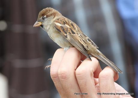 Anillamiento en Sant Adrià: Passer domesticus.