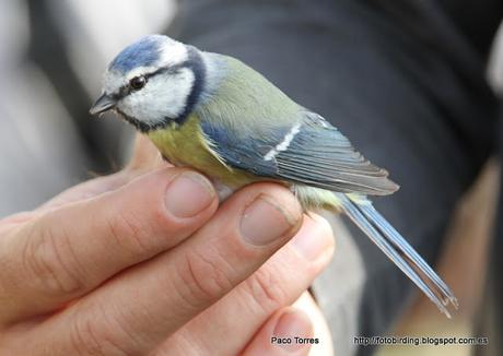 Anillamiento en Sant Adrià: Cyanistes caeruleus.