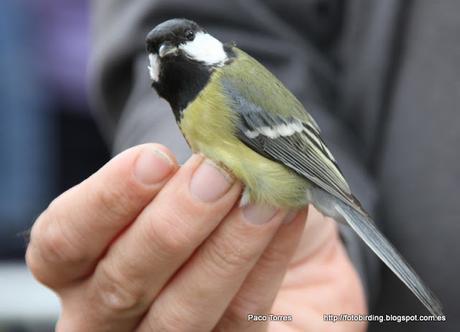 Anillamiento en Sant Adrià: Parus major,  ♀, juv.