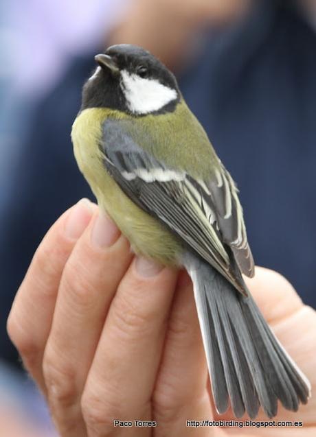 Anillamiento en Sant Adrià: Parus major,  ♀, juv.