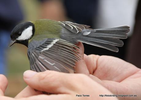 Anillamiento en Sant Adrià: Parus major,  ♀, juv.