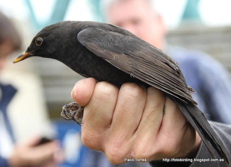 Anillamiento en Sant Adrià: Turdus merula.