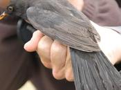 Anillamiento Sant Adrià: Turdus merula.