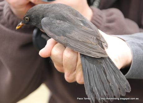 Anillamiento en Sant Adrià: Turdus merula.