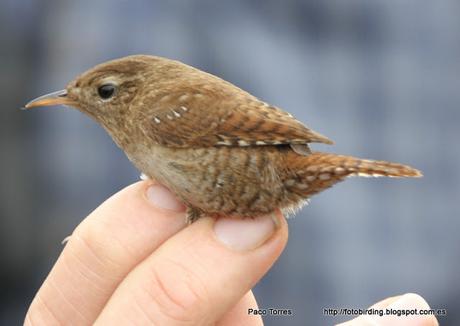 Anillamiento en Sant Adrià: Troglodytes troglodytes