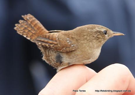 Anillamiento en Sant Adrià: Troglodytes troglodytes