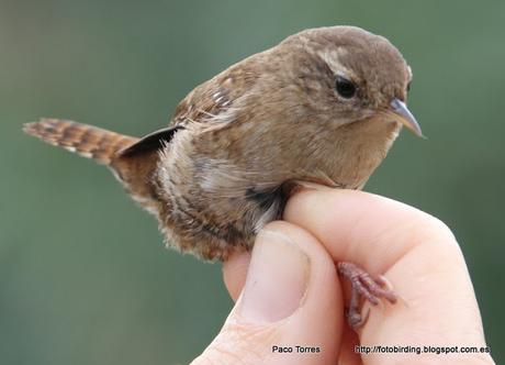 Anillamiento en Sant Adrià: Troglodytes troglodytes