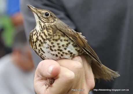 Anillamiento en Sant Adrià: Turdus philomelos.