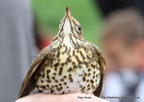 Anillamiento en Sant Adrià: Turdus philomelos.