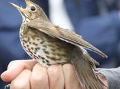 Anillamiento Sant Adrià: Turdus philomelos.
