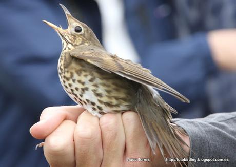 Anillamiento en Sant Adrià: Turdus philomelos.