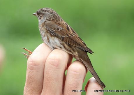 Anillamiento en Sant Adrià: Prunella modularis