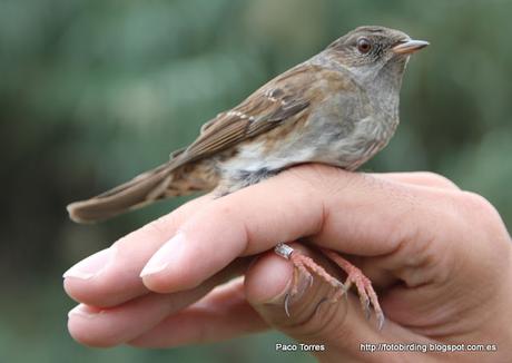 Anillamiento en Sant Adrià: Prunella modularis