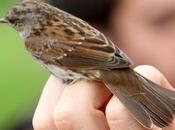 Anillamiento Sant Adrià: Prunella modularis